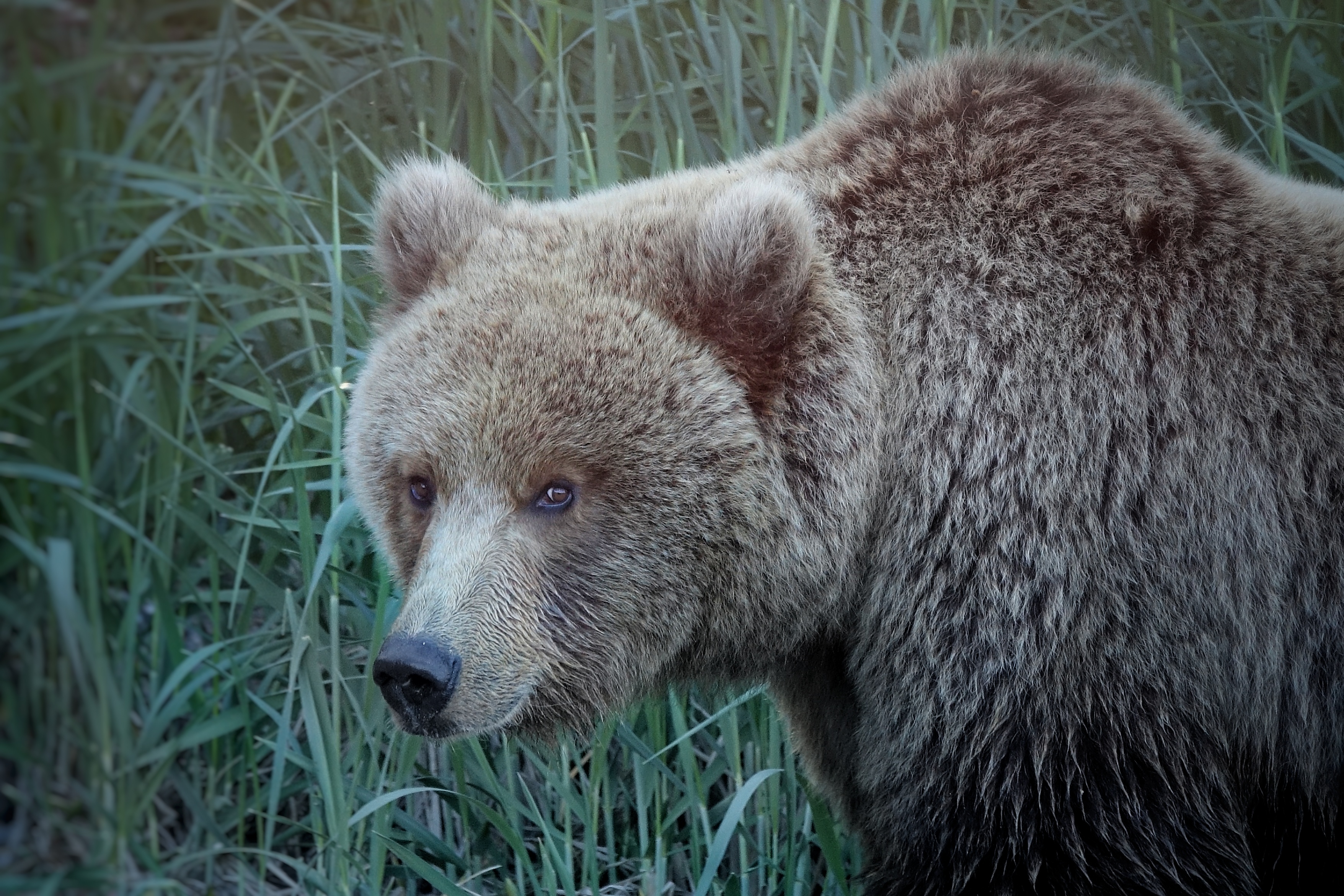 Grizzly dans les herbes hautes